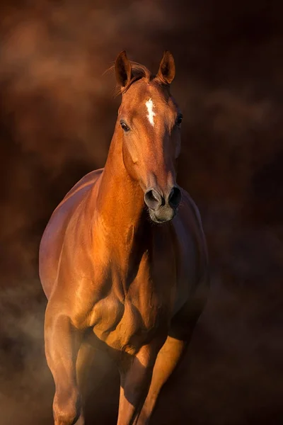 Rotes Pferd Porträt Staub Auf Schwarzem Hintergrund — Stockfoto