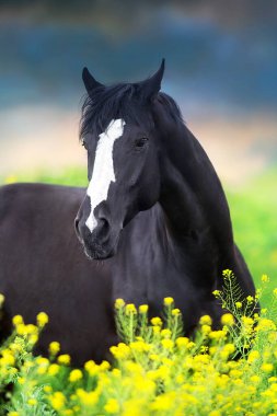 Sarı çiçekler portre üzerinde siyah aygır