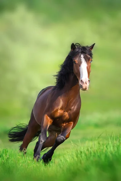 Bay Horse Szabadon Futó Vágta Réten — Stock Fotó