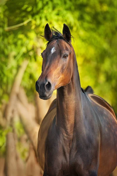Horse Close Portrait Motion Bridle — Stock Photo, Image