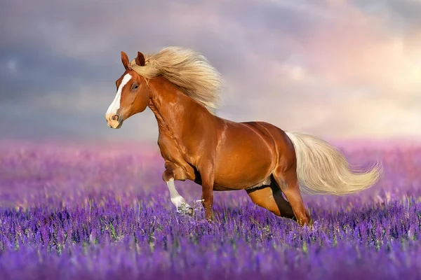 Piękny Czerwony Koń Długą Grzywą Biegać Letni Dzień Salvia Kwiaty — Zdjęcie stockowe