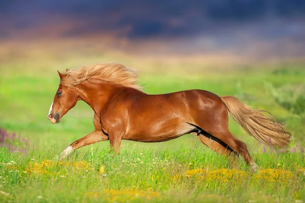 美丽的红马 长着长发 夏天在花草丛中奔跑 — 图库照片
