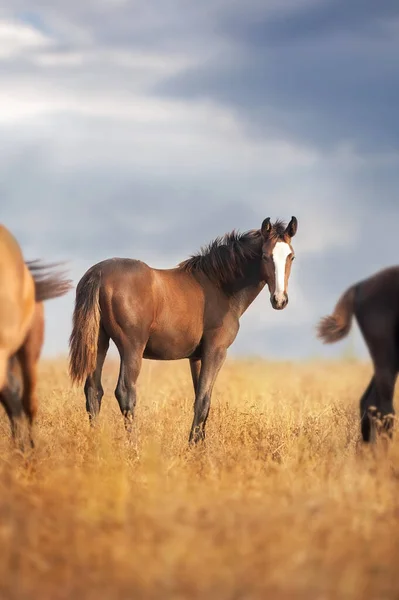 Konie Pasą Się Spacerują Jesiennym Pastwisku — Zdjęcie stockowe