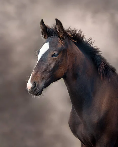 Portrait Foal Beautiful Background — Stock Photo, Image