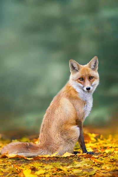 Fox Sits Fallen Leaves Dark Background — Stock Photo, Image