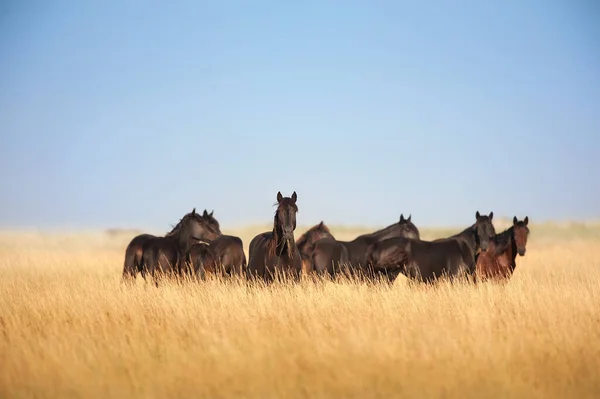 Wild Horse Herd Standing Pasture — 스톡 사진