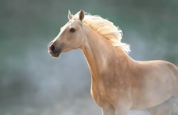 Horse free runt in desert dust
