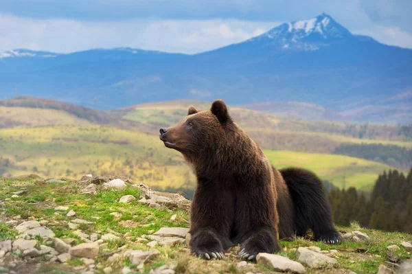 Brown Bear Close Portrait Outdoor Mountain Landscape — Stock Photo, Image