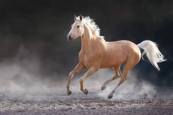 Horse Free Runt Desert Dust — Stock Photo, Image