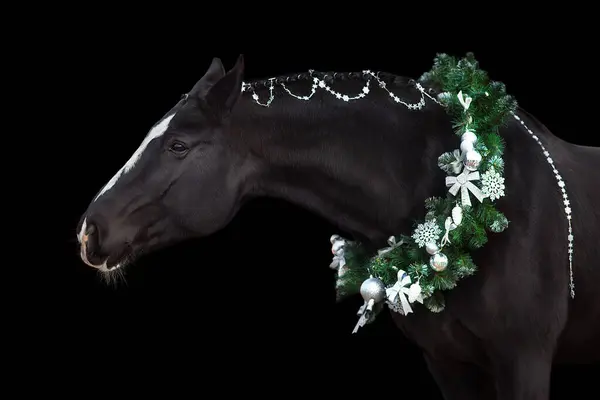 Black horse in christmas wreath. New Year and Christmas horse