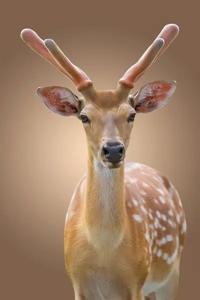 Deer Big Antlers Beautiful Brown Background Stock Image