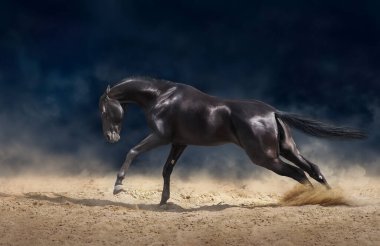 Çöl fırtınasında koşan güzel at