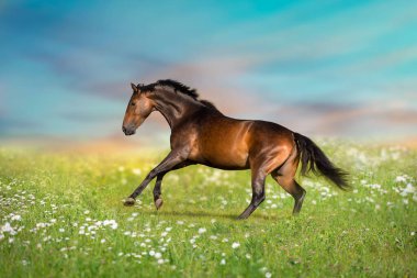 Bay aygırı çiçeklerin arasında serbestçe dolaşıyor.