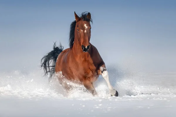 Bay horse with long mane run in mountain landscape