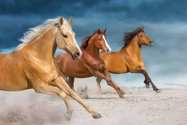 馬は日没の空に対して砂漠の嵐で自由に走る ロイヤリティフリーのストック画像