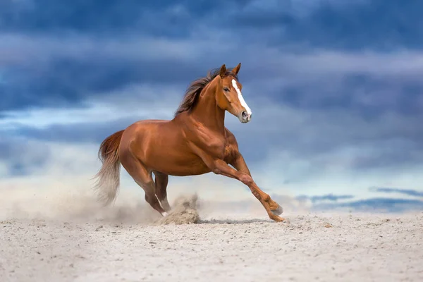 砂漠の嵐で走る美しい馬 ストック画像