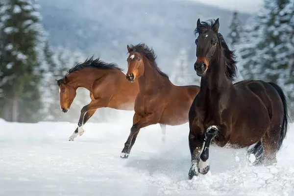 馬の群れは冬のフィールドでギャロップを実行します ロイヤリティフリーのストック画像