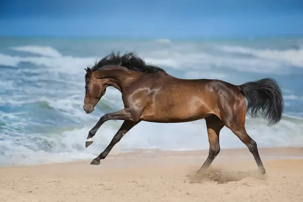 Bay Horse Running Gallop Beach Stock Picture