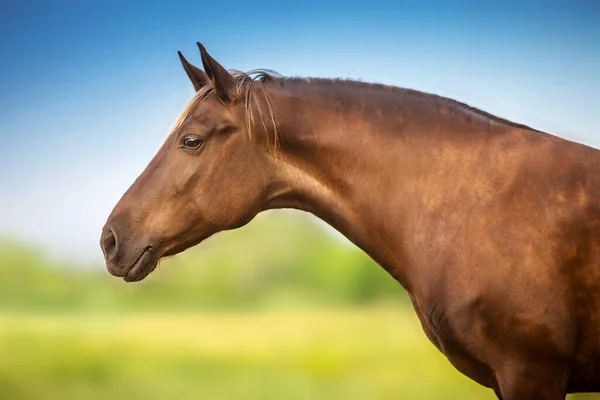 Cavalo Com Crina Loira Close Retrato — Fotografia de Stock