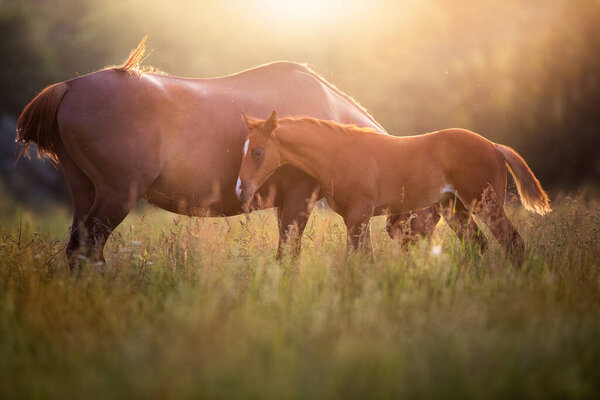 Stute Und Fohlen Grasen Der Morgensonne Auf Der Weide — Stockfoto