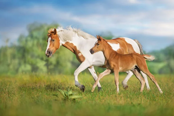 春の緑の牧草地で赤馬と子馬の走り ストック写真