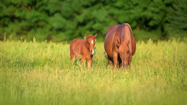 Mare Foal Green Pasture Stock Photo