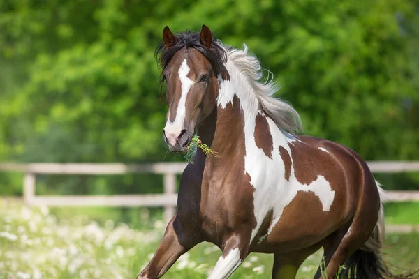 Pinto Kůň Volný Běh Jaře Květiny Louka Proti Krásné Obloze Stock Obrázky