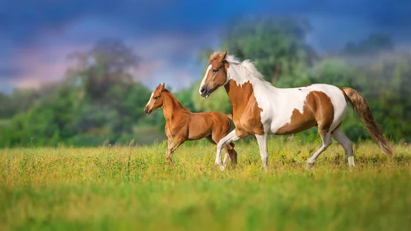 春の緑の牧草地で赤馬と子馬の走り ロイヤリティフリーのストック写真