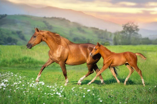 Red Foal Mare Run Green Meadow Sunlight Royalty Free Stock Photos