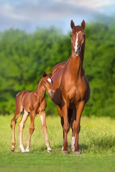Mare Foal Green Pasture Royalty Free Stock Photos