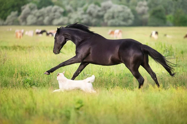 Black Horse Free Run Gallop Dog Medow Stock Photo