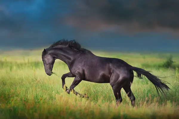 牧草地で黒馬フリーランギャロップ ロイヤリティフリーのストック画像