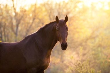Güneş ışığında siyah at portresi