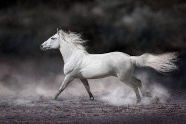 Çöl fırtınasında koşan güzel at