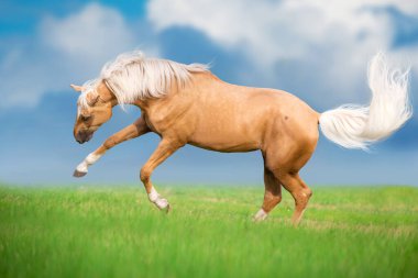 Otlakta uzun yeleli Cremello atı