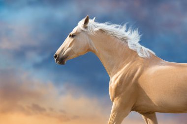 Mavi gökyüzüne karşı uzun yeleli Cremello atı