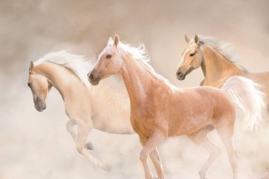 Krem rengi bir at, toz bulutları içinde dört nala koşar.