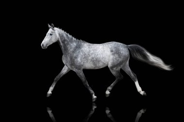 Gri at özgürce dört nala koşuyor.