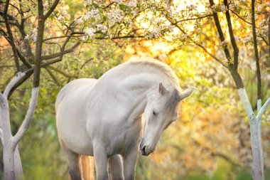 Bahar ağaçlarında gün doğumunda beyaz at.