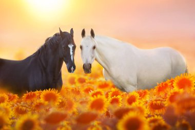Beyaz ve siyah at güneş ışığında ayçiçeği tarlasında