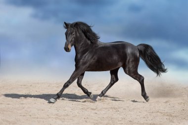 Uzun yeleli at çöl tozunda hızlı koşar.