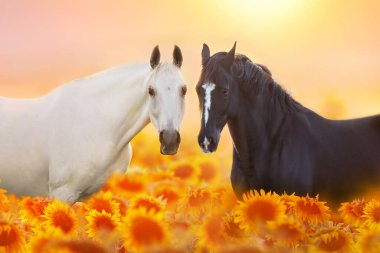Beyaz ve siyah at güneş ışığında ayçiçeği tarlasında