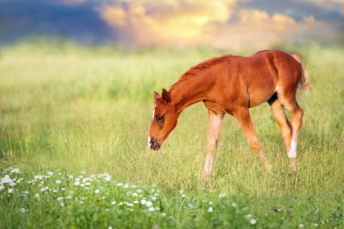 Körfez tayı yürüyor ve otlakta otluyor.