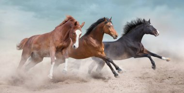 Çöl fırtınasında atlar özgürce koşar gökyüzüne karşı