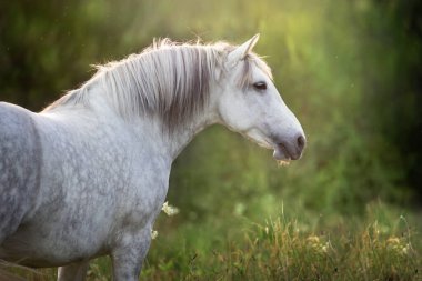 Uzun yeleli beyaz at, güneş ışığında portreyi kapat.