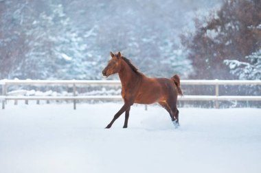 Sarı yeleli kırmızı at kar tarlasında serbestçe koşuyor.