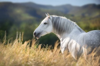 Dağ manzarasında uzun yeleli beyaz at.