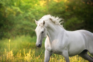 Uzun yeleli at, gün ışığında serbestçe koşuyor.