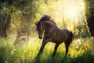 Uzun yeleli at, gün ışığında serbestçe koşuyor.