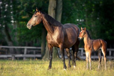Karabasan ve tay sabah güneşinde çayırda otluyor.
